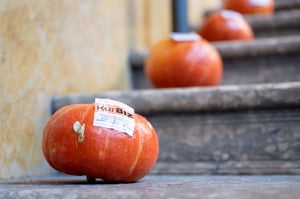 BIZ autumn-8-Zsolt MARTON-WEB